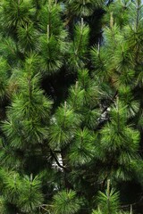 Obraz premium Ramas de pino esponjoso de cerca. abeto verde. textura de pino ramas