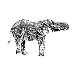 Black and white sketch of an elephant on a transparent background
