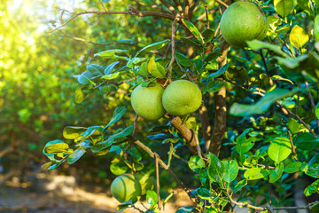 Close up of green Grapefruit grow on the Grapefruit tree in a garden background  harvest citrus...