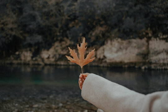 Hand holding a leaf