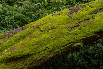 Obraz premium The moss surface on the tree branch when rainy season. The photo is suitable to use for adventure content media, nature poster and forest background.
