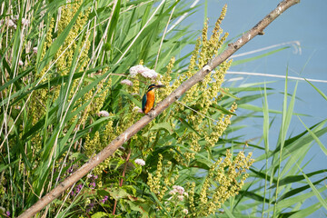 Kingfisher || IJsvogel