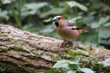 Appelvink - Hawfinch