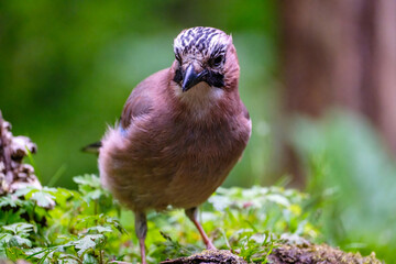 Gaai - Jay