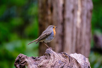 Roodborst - Robin