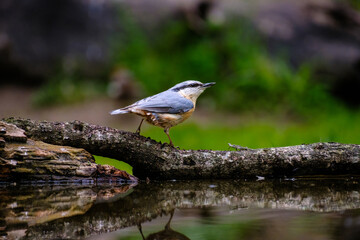 Obraz premium Boomklever - Nuthatch