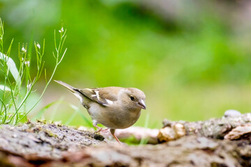 Groenling - Greenfinch