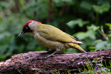Green woodpecker || Groene specht 