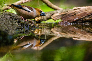 Appelvink - Hawfinch