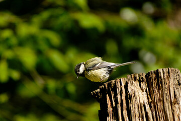 Koolmees - Great tit