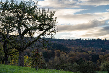 Hills and meadows near by the colorful forest