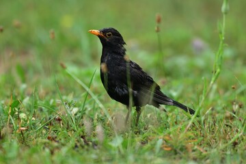 Black thrush with orange beak jumps in the grass and looks for food