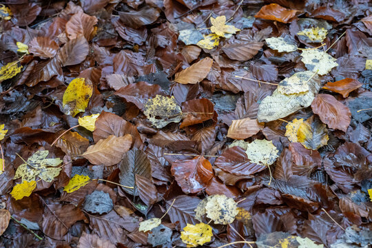 Fallen dead leaves on the ground of the forest