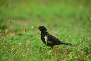 Portrait of a common blackbird with orange beak in green grass on the ground