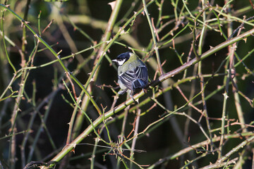 A stunning animal portrait of a Great Tit in the forest