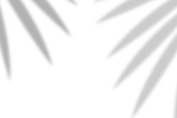 Palm leaf natural shadow overlay effect on white texture background, for overlay on product presentation, backdrop and mockup