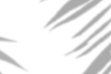 Palm leaf natural shadow overlay effect on white texture background, for overlay on product presentation, backdrop and mockup