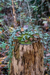 Green ivy on a mossy tree trunk inside the forest