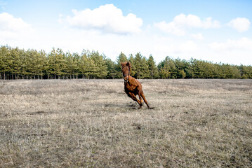 wild horse running training in open area