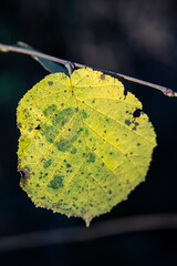 Yellow linden leaf on a big linden tree