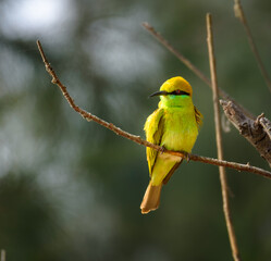 Asian Green bee-eater or little green bee-eater perched on a thin branch . 