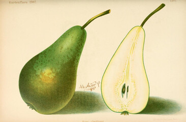 Green pear old botanical illustration vintage drawings