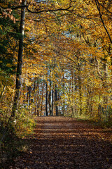 Woodland lane through the colorful autumn forest
