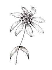 Echinacea drawing. Isolated flower and leaves. Herbal engraving style illustration. Detailed botanical sketch of tea, organic cosmetics, medicine, aromatherapy