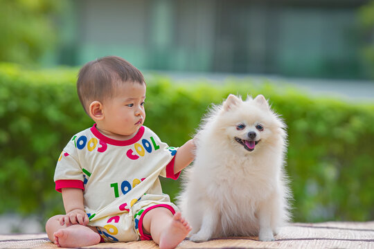 The Child Petting Family Dog, The child with the white dog lying on the mat in the garden. Baby boy touch dog fur. 

