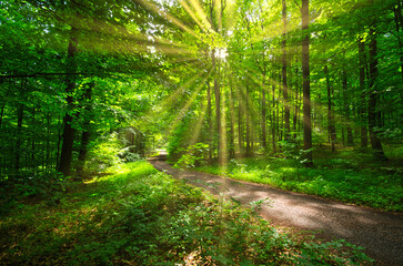 Sonnenstrahlen auf einem Weg im Buchenwald