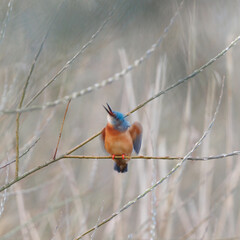 Kingfisher sat on a reed