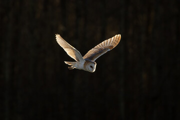 Barn Owl flying in the sky