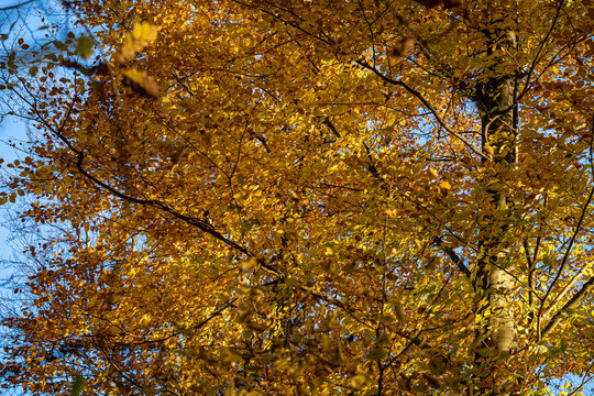 The colorful autumn forest with golden yellow leaves