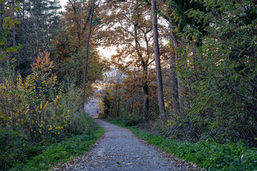 Fototapeta na wymiar Woodland lane through the colorful autumn forest
