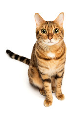 Bengal cat on a white background, fluffy orange, black striped, pet, big beautiful cat