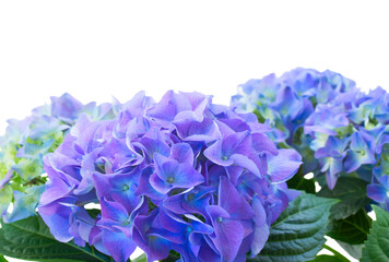 border of blue hortensia flowers