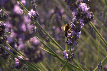 lavender and bee