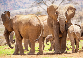 African elephants are the largest animals walking the Earth. Their herds wander through 37 countries in Africa. 