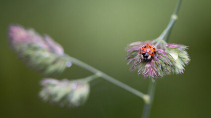 Lady bird on some grass ladybug