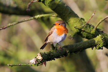 A stunning animal portrait shot of a Robin in the woods