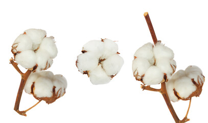 Cotton plant over white background - obrazy, fototapety, plakaty