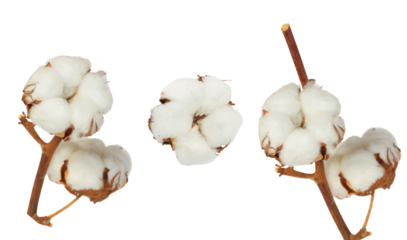 Cotton plant over white background