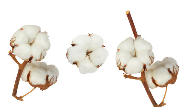 Cotton plant over white background