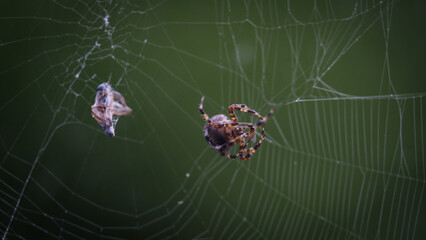 spider on web eating a fly