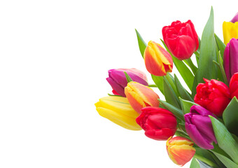 bouquet of  yellow, purple and red  tulips - Powered by Adobe