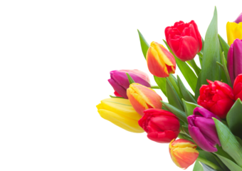 bouquet of  yellow, purple and red  tulips