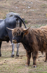 Brown bull with big horns in a field of grass.