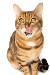 Licking hungry Bengal cat on a white background.