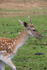 Young deer close up with small horns in a field of grass, looking like bambi.