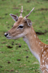 Young deer close up with small horns in a field of grass, looking like bambi.